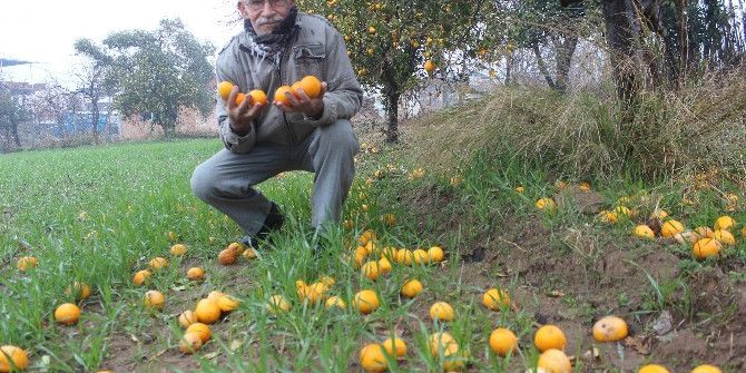 Tarlada Bedava Markette Ateş Pahası
