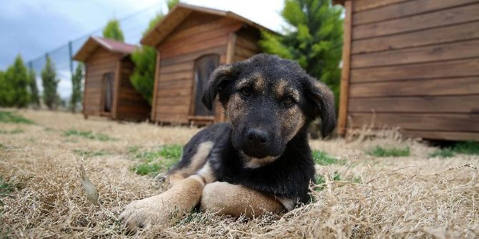 Buca 600 Sokak Hayvanı Yuvaya Kavuştu