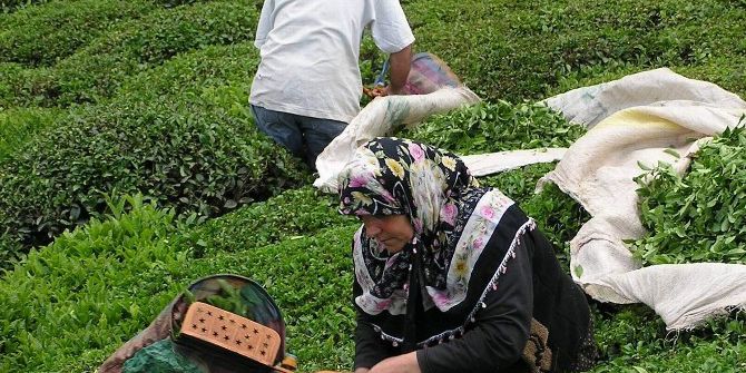 2016 Yılında 1 Milyon 299 Bin Ton Yaş Çay Üretildi