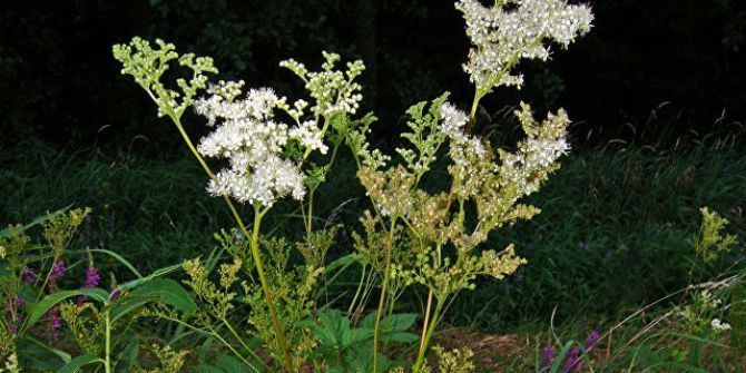 Çayır Yumağı, Beyin Kanserinin İlerlemesini Azaltıyor