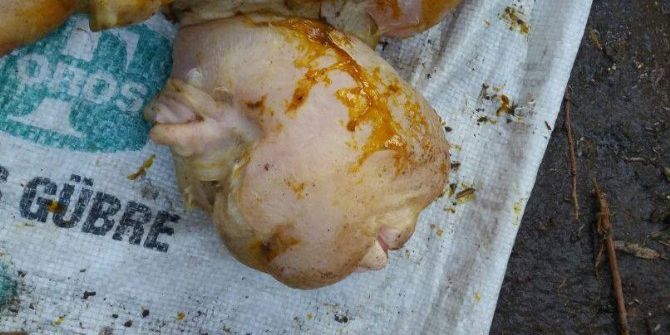 İnsan Yüzlü Kuzu Görenleri Şaşırttı