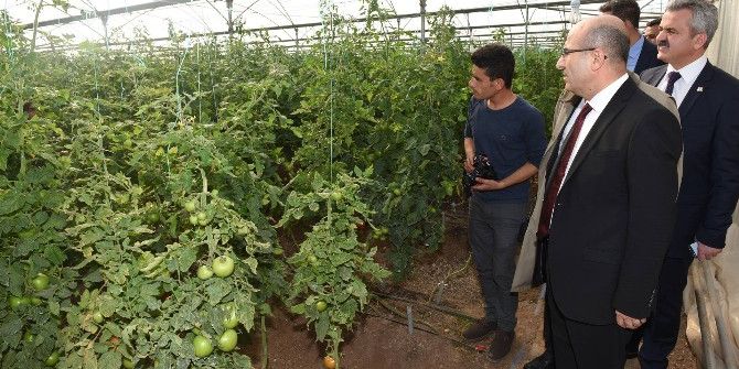 Mülteciler Serada Sebze Yetiştiriyor