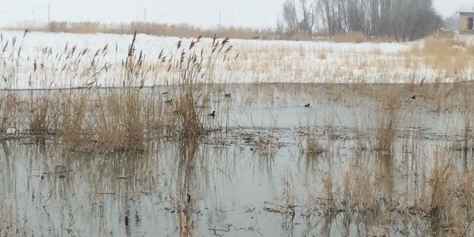 Van’da Yaban Hayvanlarına Yem Desteği