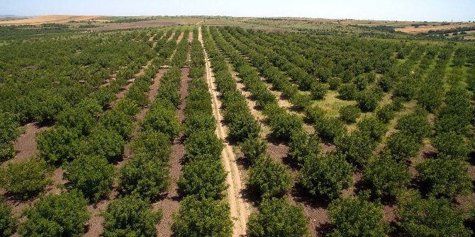 Muğla’da 2016’da 11 Milyon Fidan Toprakla Buluştu