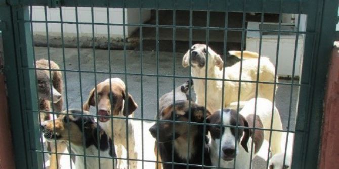 Sokak Hayvanları Sahipsiz Kalmadı