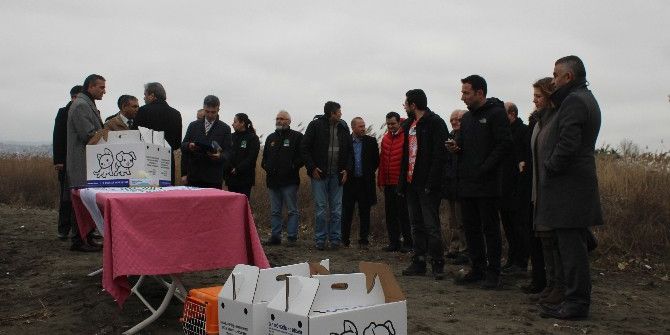 Katrana Bulanan Deniz Kuşları Doğaya Salındı