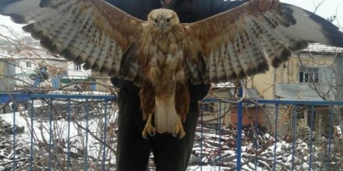 Evinde 5 Gün Tedavi Ettiği Atmacayı Doğaya Saldı