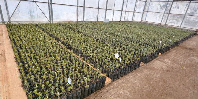 Balıkesir’de 2017 Yılında 128 Bin Adet Fidan Aşılanacak