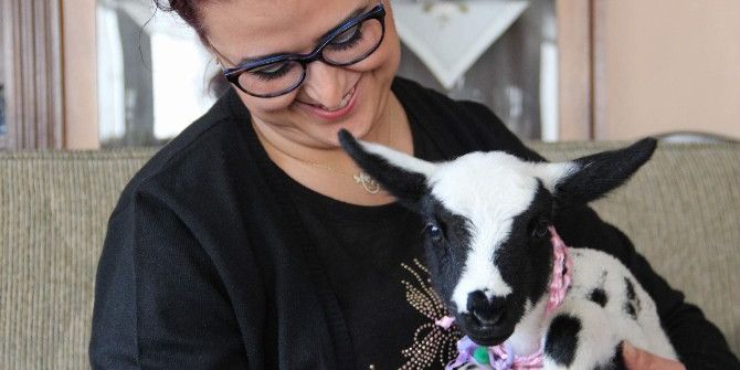 Bebek Gibi Baktıkları Kuzunun Altını Bezliyorlar