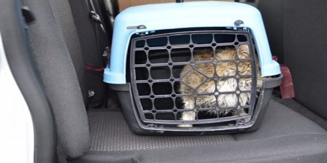 Yaralı Kedi Tedavi Altına Alındı