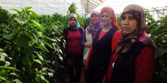 Çiftçi Kadınlar, Seradaki Ürünlerini Böceklerle Koruyacaklar
