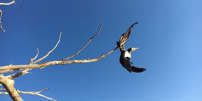 Ağaçta Asılı Kalan Karabatak Kurtarıldı