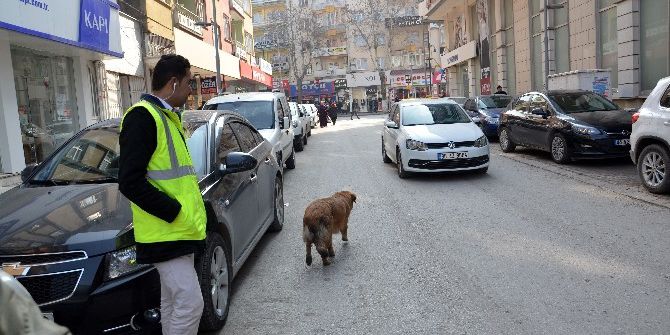 Parkmetreci Köpek Yaptıklarıyla Görenleri Şaşırtıyor