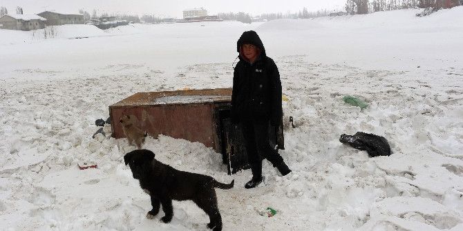 Yavru Köpeklere Şefkat Eli