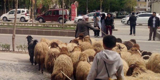 2016 Yılı Hayvansal Üretim İstatistikleri Açıklandı