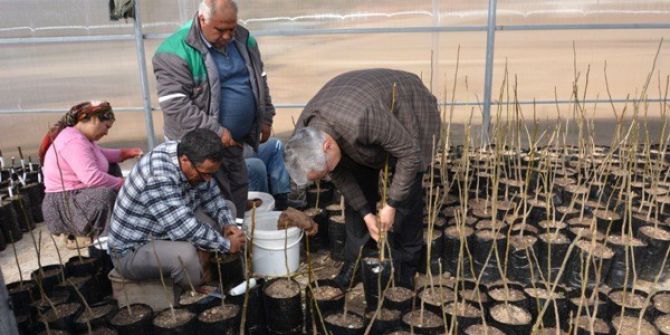 Mut’ta Ceviz Aşılama Çalışmaları Başladı