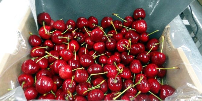 Türk Meyveleri Dünya Sofralarını Süsleyecek