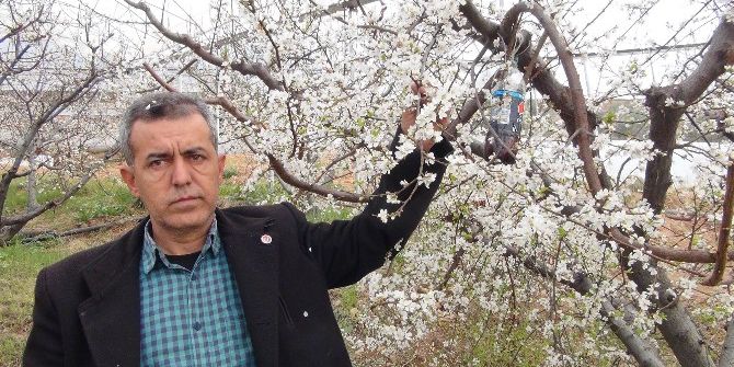 Silifke’de Örtü Altındaki Erikler Çiçek Açtı