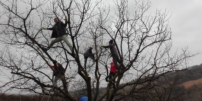 Apartman Değil Ağaç