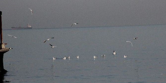 Martıların Simit Yarışı