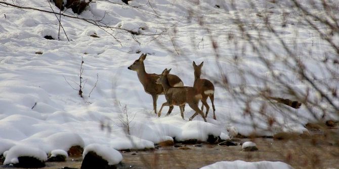 Ordu’da Aç Kalan Ceylanlar Şehir Merkezine İndi
