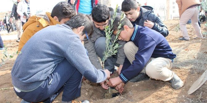 Cami Bahçesine Zeytin Fidanları Dikildi