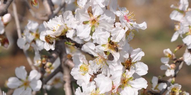 Bademler Çiçek Açtı, Arılar Adeta Bayram Etti