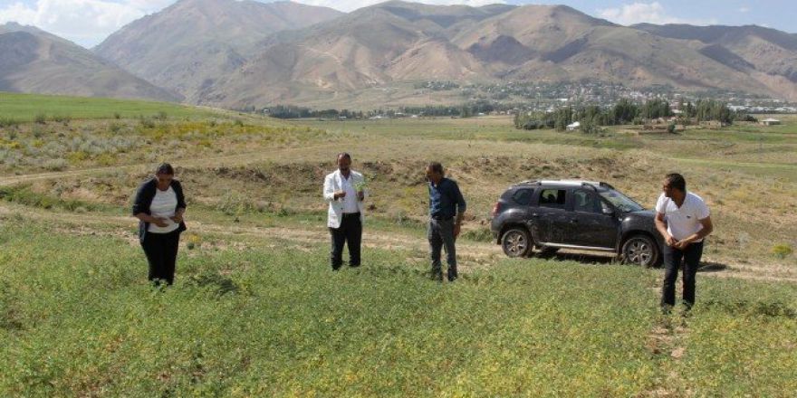 Başkale’de Ekilen Nohutlar Yeşerdi