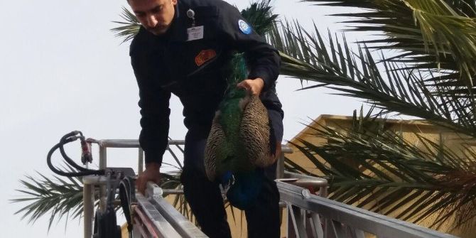 Tavus Kuşu Bodrumluları Seferber Etti