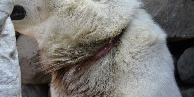 Boynuna İp Dolanan Köpek Kurtarıldı