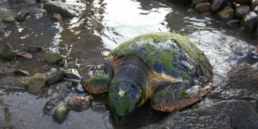Yaralı Caretta Caretta Tedavi Altına Alındı