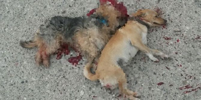 Kemer’de İki Köpeğin ’Kasten Ezildiği’ İddiası