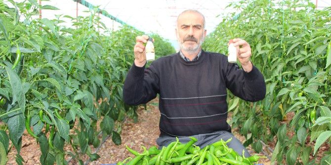 Antalyalı Biber Üreticilerinden Biberde Zirai İlaç Kullanımı Haberine Tepki