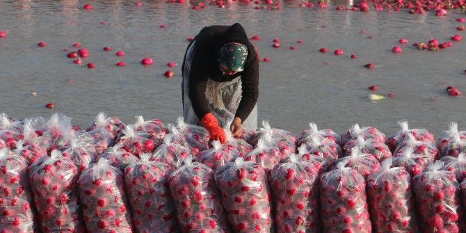 Mevsimlik İşçilerin Hayatta Kalma Mücadelesi
