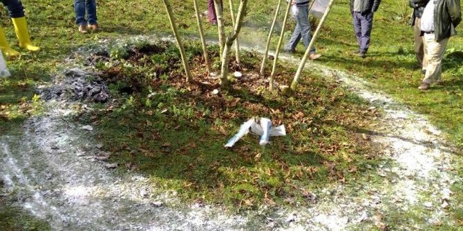 Fındıkta Azot Gübre Dönemi