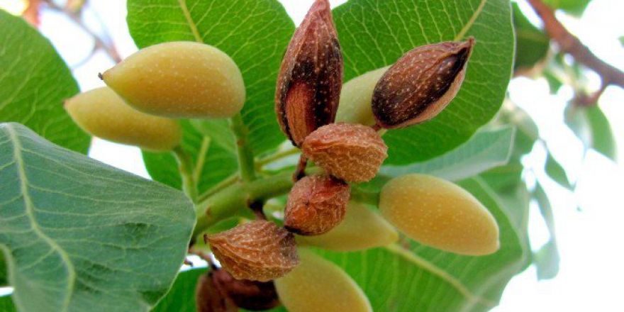 Kuraklık Antep Fıstığını Vurdu