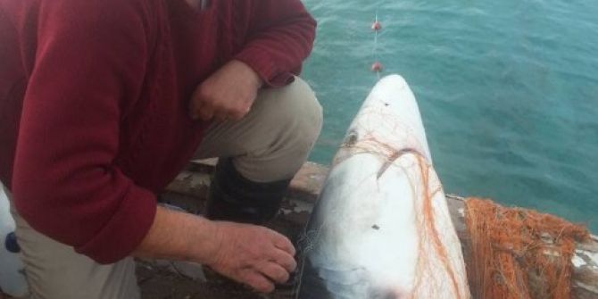 Bodrum’da Balıkçıların Ağına Köpek Balığı Takıldı