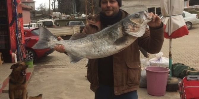 11 Kiloluk Levrek Görenleri Şaşırttı