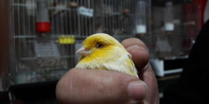 Böyle Kuş Sevgisi Görülmedi