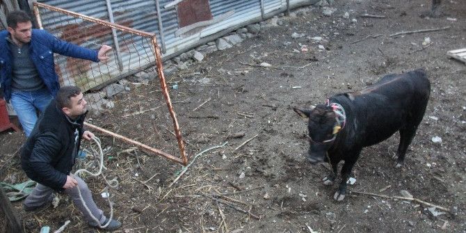 Çılgına Dönen Boğa 5 Kişiyi Yaraladı