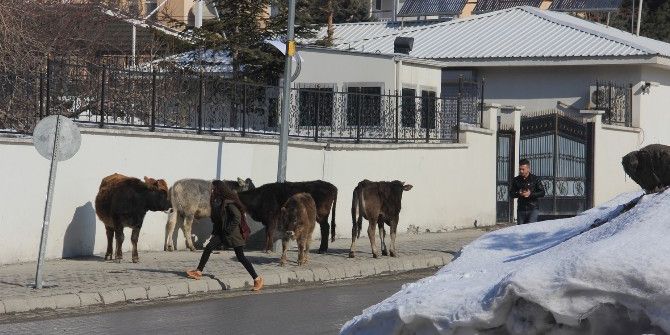 Vali Konağının Davetsiz Misafirleri