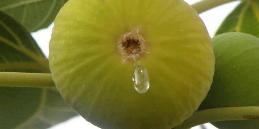 İncir Üreticinin Yüzünü Güldürdü