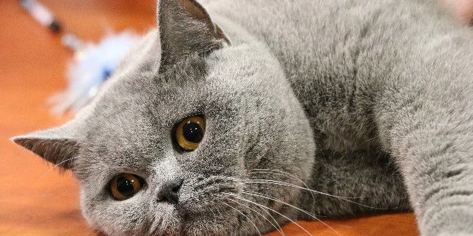 Kediler Budapeşte Kedi Fuarında Yarıştı