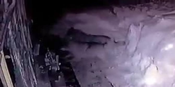 Aç Kalan Kurtlar Köpeği Parçaladı