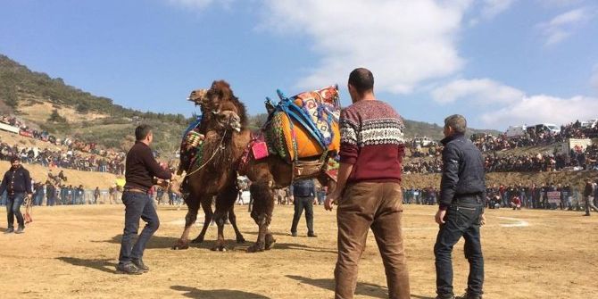 Kuyucak Deve Güreşi Festivali Renkli Başladı