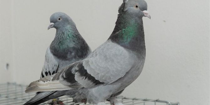 Güvercinleri Şehit Ve Gaziler İçin Uçuracaklar