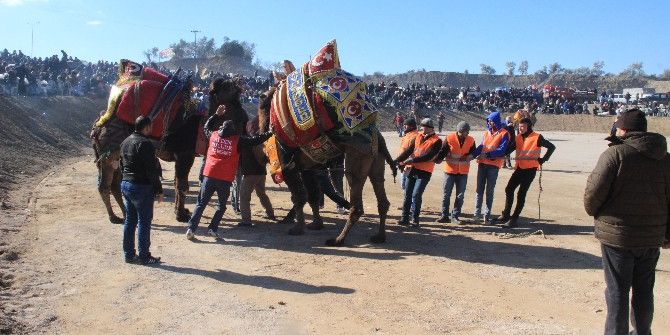 Deve Güreşlerinin Kırkpınar’ı Edremit’te Yapıldı