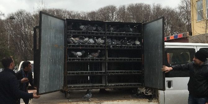 5. Güvercin Festivali Düzenlendi