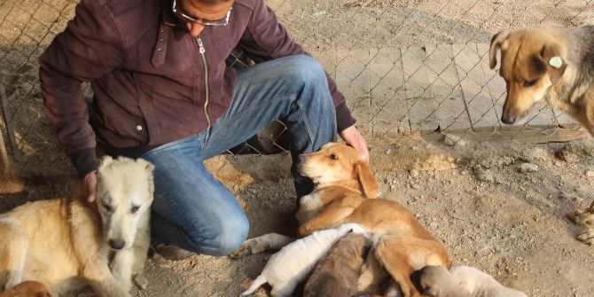 Köpek Deyip Geçmeyin, Dişi Köpeklerin Merhameti Şaşırttı