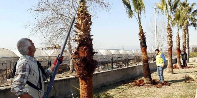 Akdeniz’deki Park Ve Bahçelere Bahar Bakımı